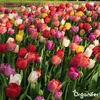500 Tulpenzwiebeln – 5 farbenfrohe Sorten Produktbild-Vorschau 9