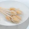 Distel - (Dipsacus) - Gebleichte Produktbild-Vorschau 5