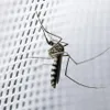 Moskitonetz für Betthimmel, Insektenschutz, großer Vorhang Produktbild-Vorschau 11