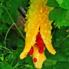 Hořká tykev (Momordica charantia) – 10 semen Náhled obrázku produktu 1