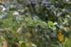 Betula pendula 'Youngii', Hängebirke, 40–60 cm Produktbild-Vorschau 2