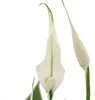 Spathiphyllum, ein Blatt, „Sweet Chico“, Blumentopf 13 cm Produktbild-Vorschau 2
