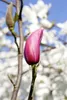 Magnolia liliiflora 'Nigra', Purpur-Magnolie, Produktbild-Vorschau 2