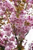 Prunus serrulata 'Kanzan', Japanische Blütenkirsche, rosa, Produktbild-Vorschau 4