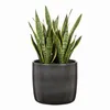 Scheurich Solido, Blumentopf aus Keramik,  Farbe: Mystic Produktbild-Vorschau 3