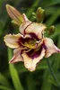 Taglilie Maikönigin, im Topf - Hemerocallis x cult. Produktbild-Vorschau 6