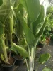 Strelitzia augusta (130–160 cm) – Biały storczyk Podgląd zdjęcia produktu 3