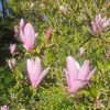 Magnolia George Henry Kern 2L Podgląd zdjęcia produktu 8
