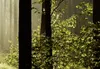 Wandbild Mega XXXL Wald 250x125 cm Einteiliger XXL-Format Produktbild-Vorschau 9