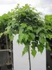 Hochstamm Winterlinde Lico - Tilia cordata - Stamm 125cm + Produktbild-Vorschau 1