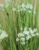 artplants.de Kunst Schilf Finlay, Gypsophilia, Produktbild-Vorschau 3