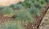 Stauden Gänge 5 x Festuca glauca/cinerea 'Azurit' im 1 Produktbild-Vorschau 6