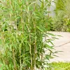 Zahradní bambus  - Fargesia murieliae 'Jumbo'  | 50- 60 cm Náhled obrázku produktu 2