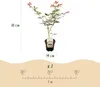 GreenboutiQ - Balkonpflanze - Japanischer Ahorn - Acer Produktbild-Vorschau 3