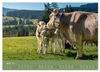 Allgäuer Rindvieh 2027 (Wandkalender 2027 DIN A2 quer), Produktbild-Vorschau 7