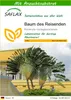 SAFLAX - Baum des Reisenden - Ravenala madagascariensis - 8 Produktbild-Vorschau 1