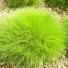 6 x Bärenfell-Schwingel - Festuca gautieri  | Topf 9cm x Produktbild-Vorschau 1
