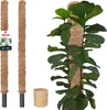 KOTARBAU® 2 pezzi Tutori per Piante ⌀ 3,2 x 80 cm Palo di Anteprima dell’immagine prodotto 1