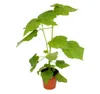 Linde – Sparmannia africana – 17-cm-Topf Produktbild-Vorschau 1
