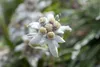 A close-up of an Edelweiss flower with its characteristic white petals and yellow center. Produktbild-Vorschau