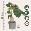 Flaschenpflanze - Jatropha podagrica - Höhe 25-45cm - ⌀13cm Produktbild-Vorschau 2