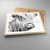 Gerahmtes Poster - Rahmen in heller Eiche - Kuh Scotch Tier Produktbild-Vorschau 3