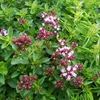 Bloomique - 3er Set - Origanum Vulgare Compactum - Produktbild-Vorschau 1