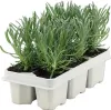 Lavendel Grosso 6-er Pack FloraSelf Lavandula angustifolia Náhled obrázku produktu 1