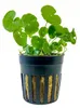 Aquarium Pflanze Aquariumpflanze Hydrocotyle leucocephala Produktbild-Vorschau 1