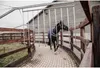 A black horse wearing a blue blanket walks on a paved path in a stable or training area. Produktbild-Vorschau