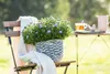 Kissen-Aster, im Topf - Aster dumosus, hellblau Produktbild-Vorschau 3