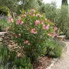 1x Nerium oleander licht roze P26 H80 Produktbild-Vorschau 4