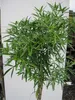 Hochstamm Orangenblume Aztec Pearl - Choisya ternata - 80cm Produktbild-Vorschau 3