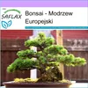 SAFLAX - Bonsai - Modrzew Europejski - 75 Nasiona - Larix Podgląd zdjęcia produktu 5