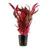 Alternanthera reineckii Pink Breitblättriges rotes Produktbild-Vorschau 4
