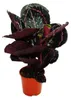 Schattenpflanze mit ungewöhnlichem Blattmuster – Calathea Produktbild-Vorschau 2