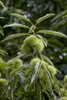 Castanea sativa, Esskastanie, 80–100 cm Produktbild-Vorschau 6