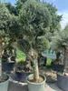 Olivenbaum XXXL ca. 80 Jahre Alt Winterhart bis -17 °C Höhe Produktbild-Vorschau 7