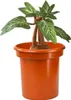 Harry Potter - Mandragola stridula in vaso Anteprima dell’immagine prodotto 5