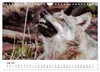 Unsere Wölfe - Ein Wildtier kehrt zurück (Wandkalender 2027 Produktbild-Vorschau 15