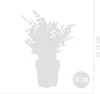 Bloomique - Zestaw 2 szt. - Eucalyptus Gunnii Azura - Podgląd zdjęcia produktu 5