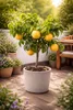 Citrus Paradisi – drzewko grejpfrutowe 70–100 cm – roślina Podgląd zdjęcia produktu 1
