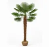 Palme Hanfpalme Trachycarpus Fortunei ca. 270cm - 300 cm – Produktbild-Vorschau 4