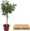 Banyan - Feige Ficus Benghalensis - 200cm hoch - Ø50cm - Produktbild-Vorschau 3