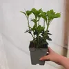 Pachysandra terminalis Green Sheen 1L Anteprima dell’immagine prodotto 2