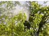Gardena 11140-20, Rucksack-Gartenspritzer, 12 l, Grün, Produktbild-Vorschau 8