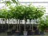 kompakter Feigenbaum 150 - 180 cm Obstbaum, winterhart, Produktbild-Vorschau 6