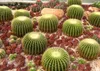 SAFLAX - židle tchyně - Echinocactus grusonii - 40 Semena Náhled obrázku produktu 7