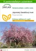 SAFLAX - Japonský čerešňový kvet - Prunus serrulata - 30 Náhľad obrázku produktu 1