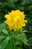 Rhododendron luteum 'Goldstück', gelb, 30–40 cm Produktbild-Vorschau 1